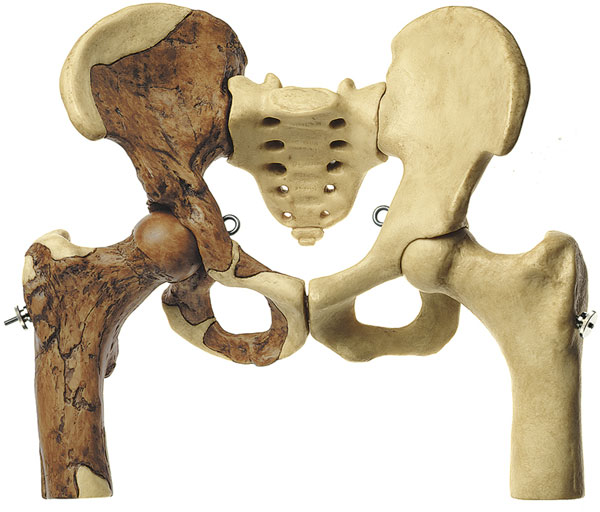 Beckenrekonstruktion von Australopithecus africanus
