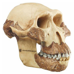 Reconstruction of a skull of Australopithecus aferensis