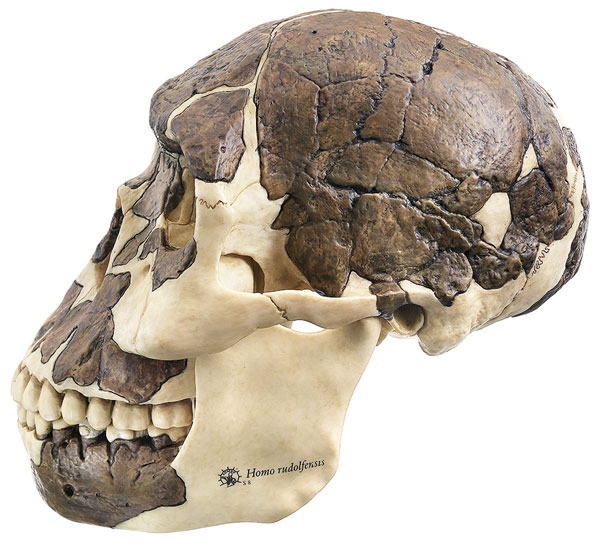 Reconstruction of a skull or Homo rudolfensis