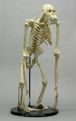 Orangutan Skeleton, Sumatran, Male, Articulated