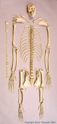 Orangutan Skeleton, Sumatran, Disarticulated