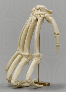 Chimpanzee Hand in Knuckle-walking Pose on Brass Stand