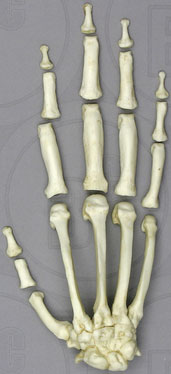 Male Chimpanzee Hand, Semi-articulated