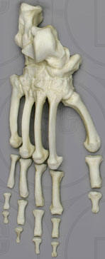 Male Chimpanzee Foot, Semi-articulated