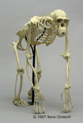 Chimpanzee Skeleton, Articulated