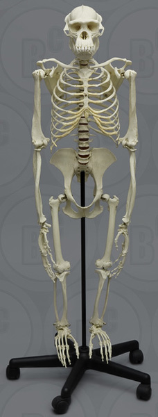 Chimpanzee Skeleton, Bipedal, on Stand, Articulated