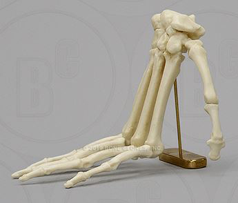 Mandrill Baboon Hand in Digitigrade Pose on Brass Stand