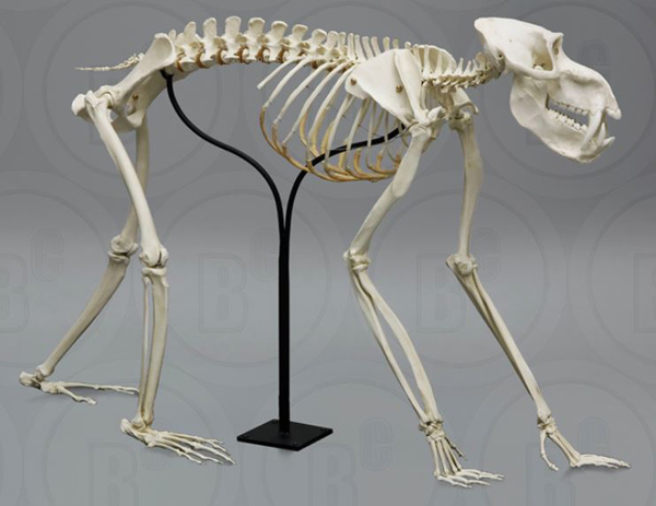 Mandrill Baboon Skeleton, articulated