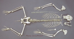 Mandrill Baboon Skeleton, disarticulated