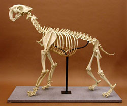 Sabertooth Cat Smilodon Skeleton, Articulated, Conventional, Antique Finish