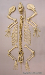 Sabertooth Cat Smilodon Skeleton, Disarticulated, Conventional, Antique Finish