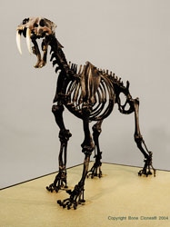 Sabertooth Cat Smilodon Skeleton, Articulated, Conventional, Tarpit Finish