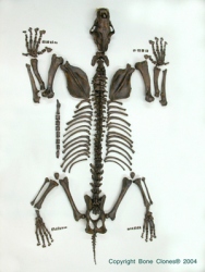 Sabertooth Cat Smilodon Skeleton, Disarticulated, Conventional, Tarpit Finish
