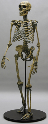 Homo neanderthalensis