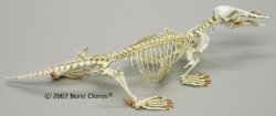 Platypus skeleton, articulated