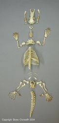 Platypus skeleton, disarticulated