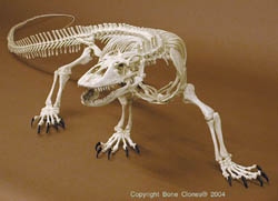Komodo Skeleton, articulated