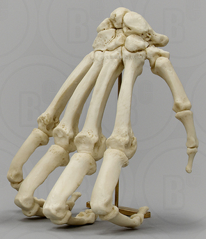 Gorilla Hand in Knuckle-walking Pose on Brass Stand