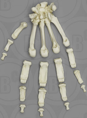 Gorilla Hand, Semi-articulated