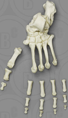 Gorilla Foot, Semi-articulated