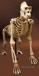 Gorilla Skeleton, Articulated, Conventional