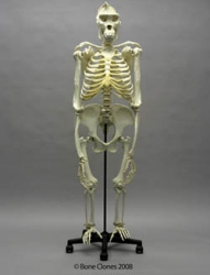 Gorilla Skeleton, Bipedal, on Stand, Articulated