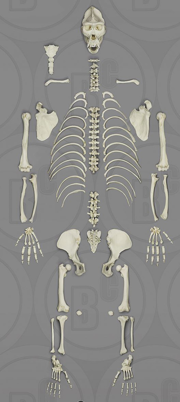 Gorilla Skeleton, Disarticulated