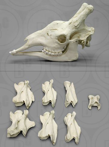 Disarticulated Giraffe Skull and Neck Vertebrae