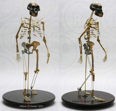 Australopithecus afarensis 