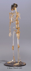 Australopithecus afarensis- Lucy Skeleton, disarticulated