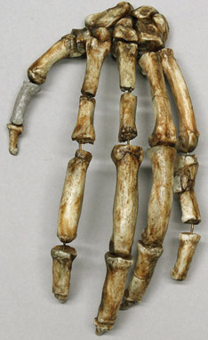 Ardipithecus ramidus Hand, assembled