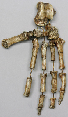 Ardipithecus ramidus Foot, Articulated