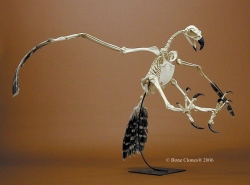 Harpy Eagle Skeleton, articulated