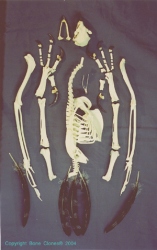 Harpy Eagle Skeleton, disarticulated