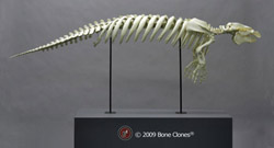 Manatee Skeleton, Articulated