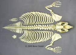 Manatee Skeleton, Disarticulated