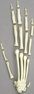 Siamang Hand, Semi-Articulated