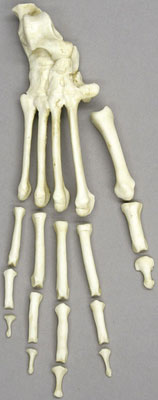 Siamang Foot, Semi-Articulated