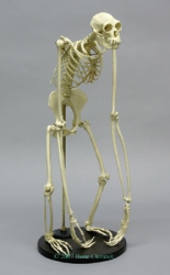 Gibbon Skeleton, articulated