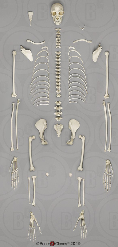 Siamang Skeleton, Disarticulated