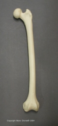 Gibbon Femur