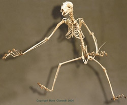 Flying Lemur Skeleton, Articulated