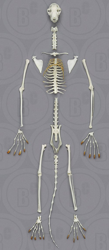 Flying Lemur Skeleton, Disarticulated