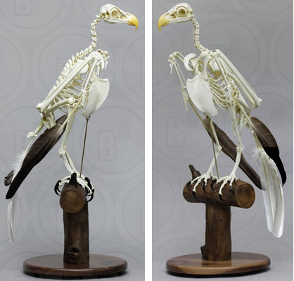 Bald Eagle Skeleton, Articulated