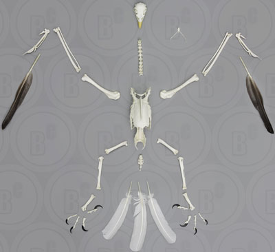 Bald Eagle Skeleton, Disarticulated