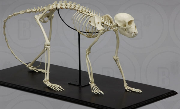 Vervet Monkey Skeleton, articulated