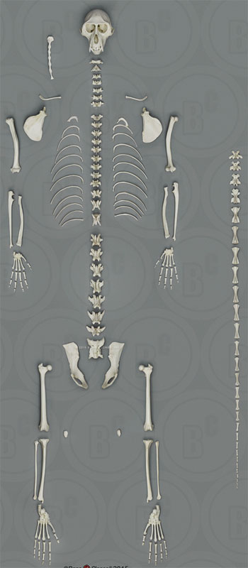 Vervet Monkey Skeleton, disarticulated