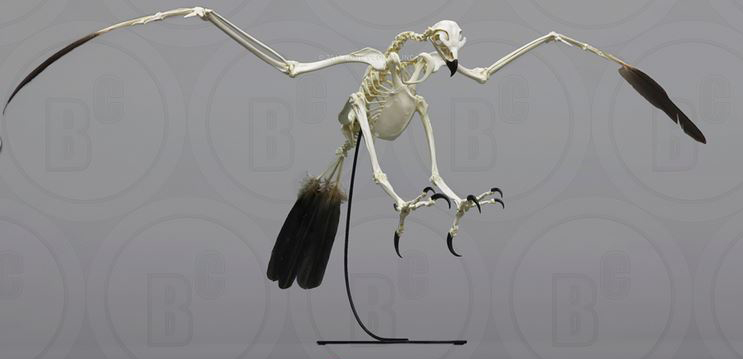 Golden Eagle Skeleton, Articulated
