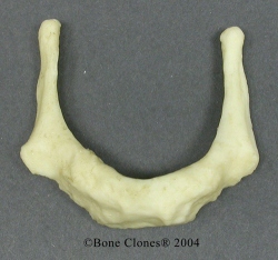 Hyoid, Human adult male