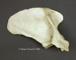 Scapula, Human adult male